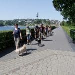 Spaziergang dogs sportcenter